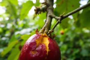 Le bacuri : un fruit emblématique du Brésil et de l'Amazonie aux multiples bienfaits