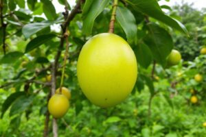 La sapotille, un fruit exotique du Brésil : découvrez le sapotillier (Manilkara zapota)