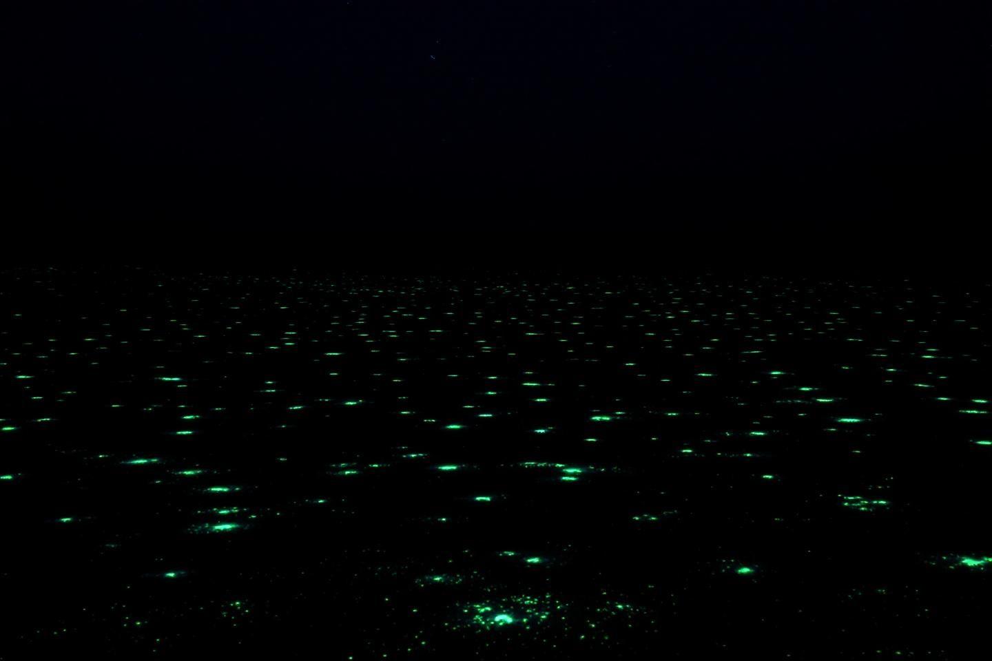 Bioluminescence à Holbox : guide complet d'observation nocturne