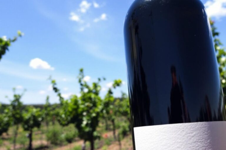 Meilleurs vins portugais : guide complet des cépages et régions
